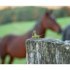 Grün III: Kleiner Besuch auf der Pferdekoppel.