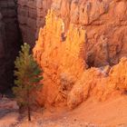 Grün im Bryce Canyon