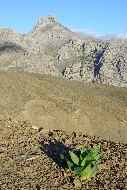 Grün im Fels