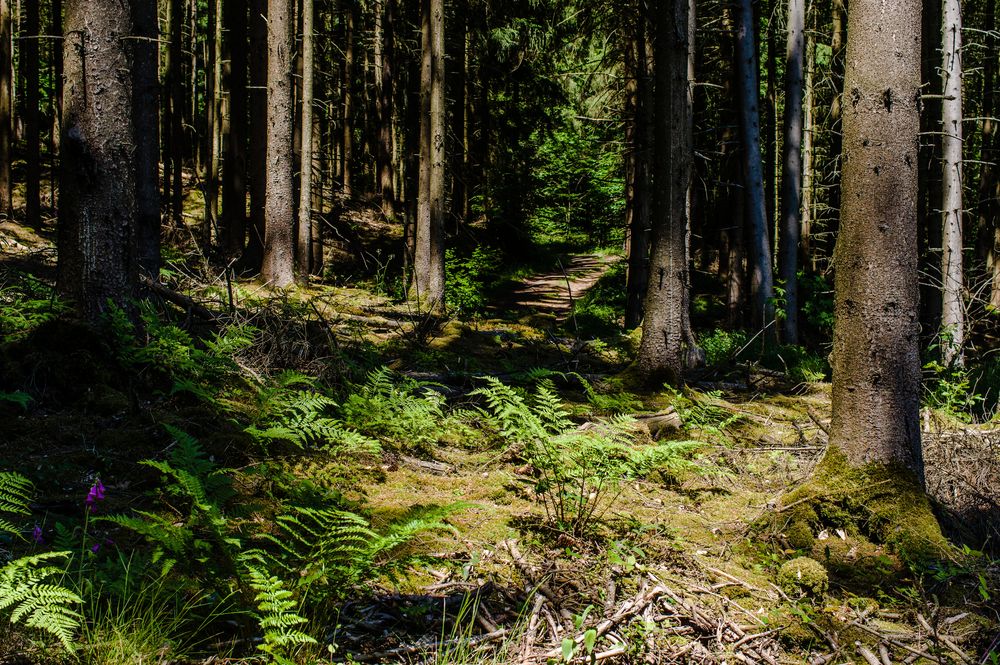 Grün im Fichtenwald