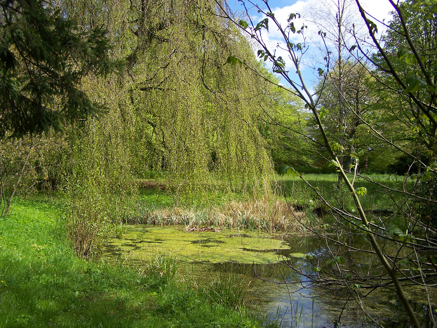 Grün im Garten