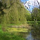 Grün im Garten