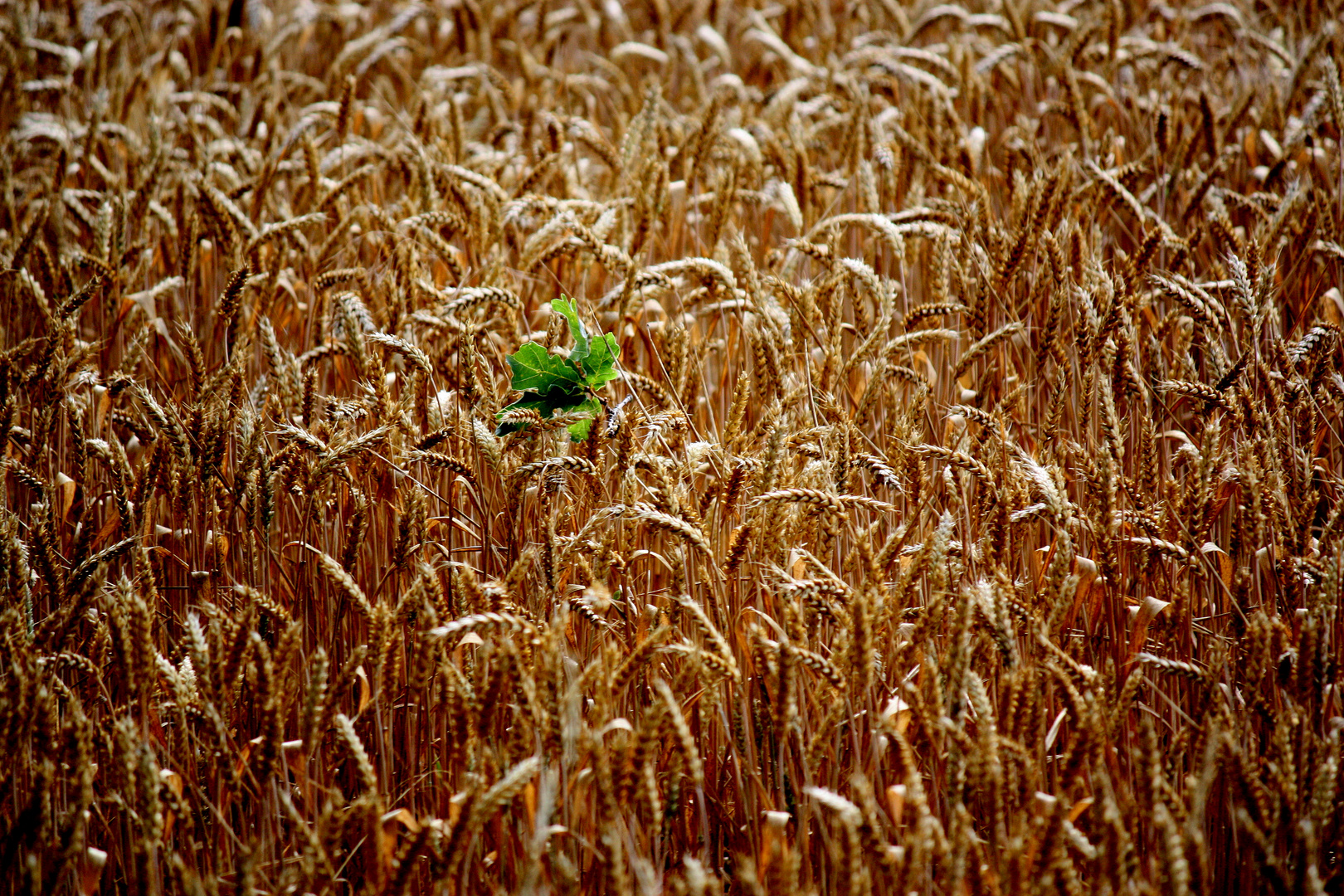 Grün im Getreidefeld