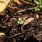 Grün im herbstlichen Durcheinander