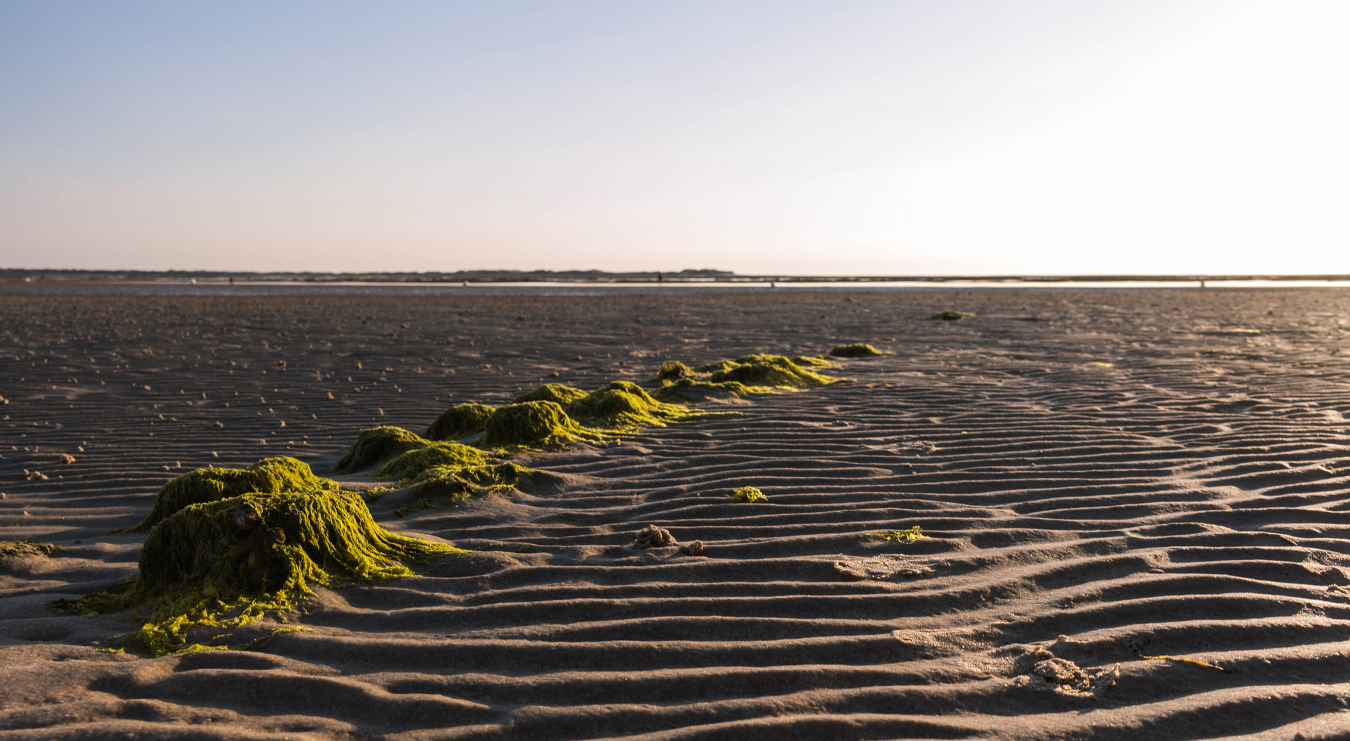 Grün im Sand