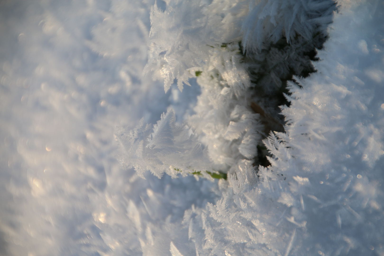 Grün im Schnee