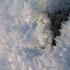 Grün im Schnee