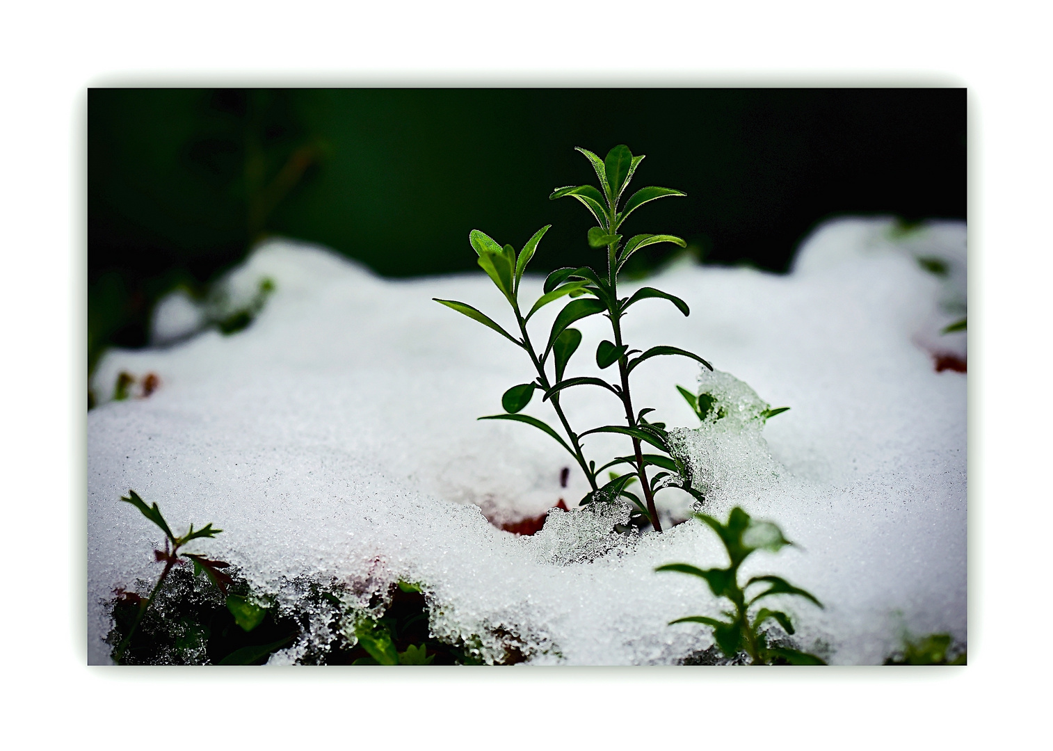 Grün im Schnee