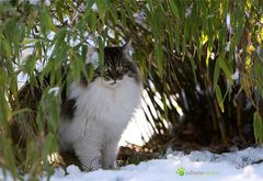 Grün im Schnee