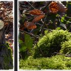 Grün im Wald