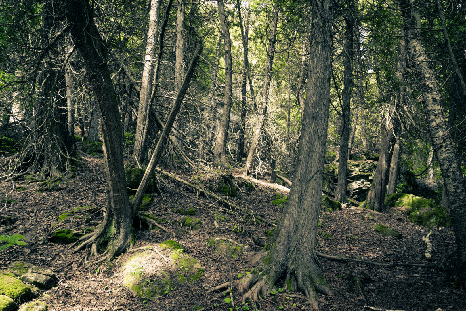 Grün im Wald