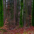 Grün im Wald