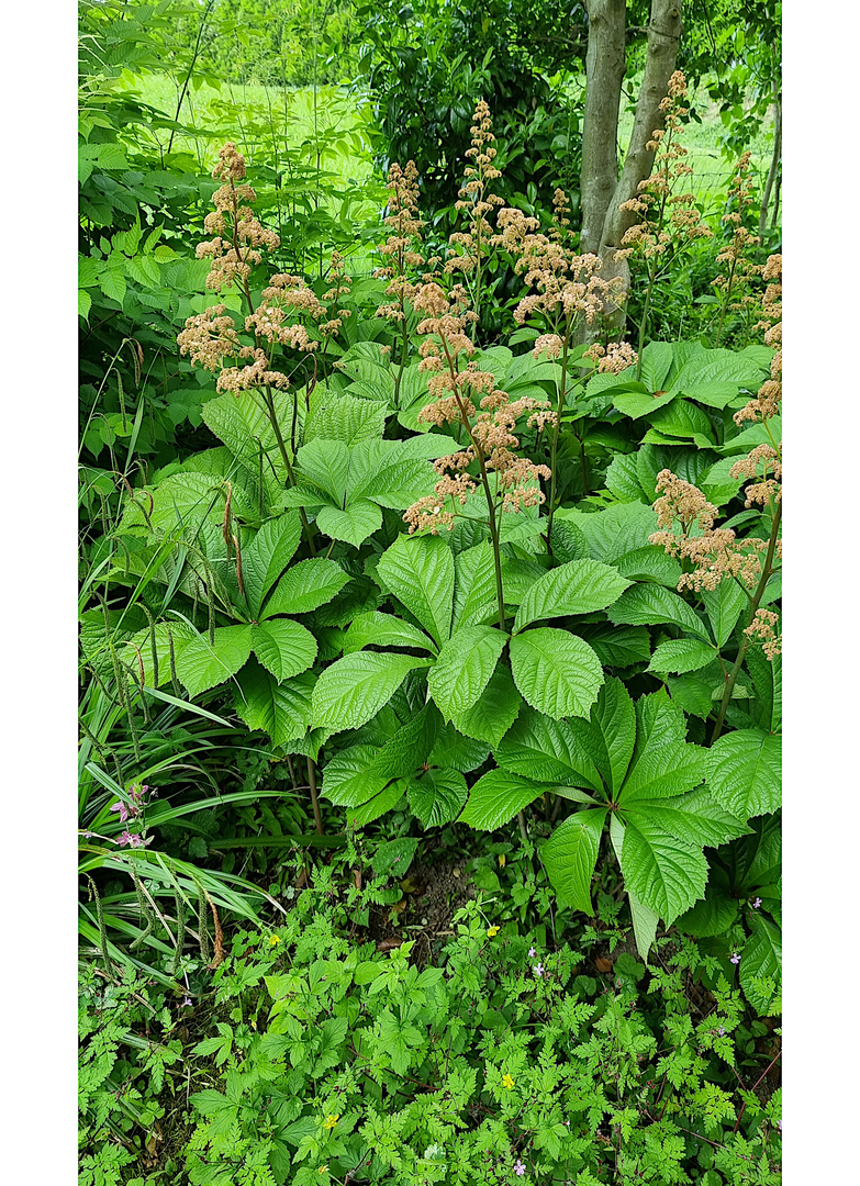 Grün im wilden Garten