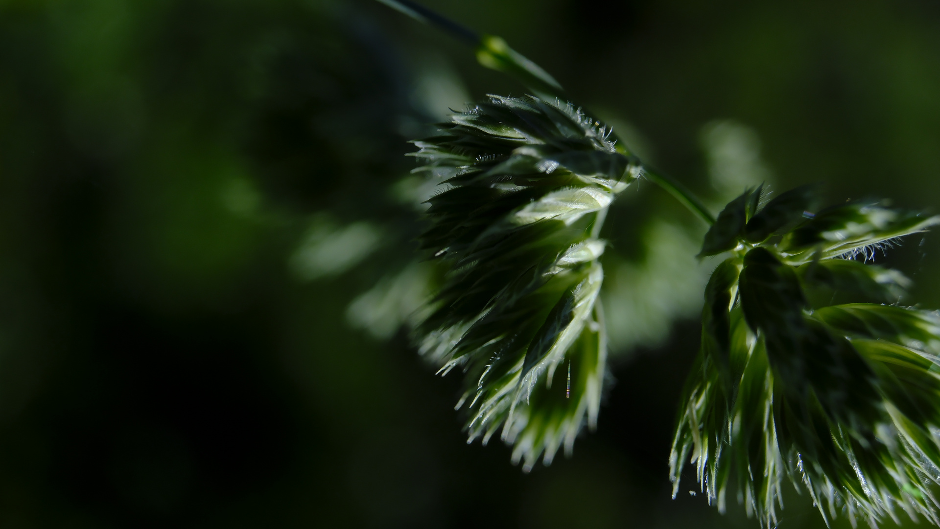 Grün im Wind