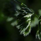 Grün im Wind