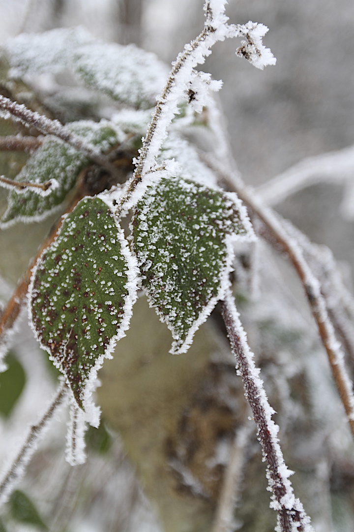 Grün im Winter