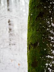 Grün im Winter