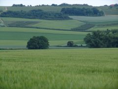 grün in allen Varianten