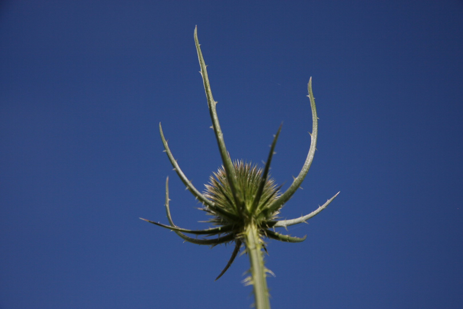 Grün in Blau