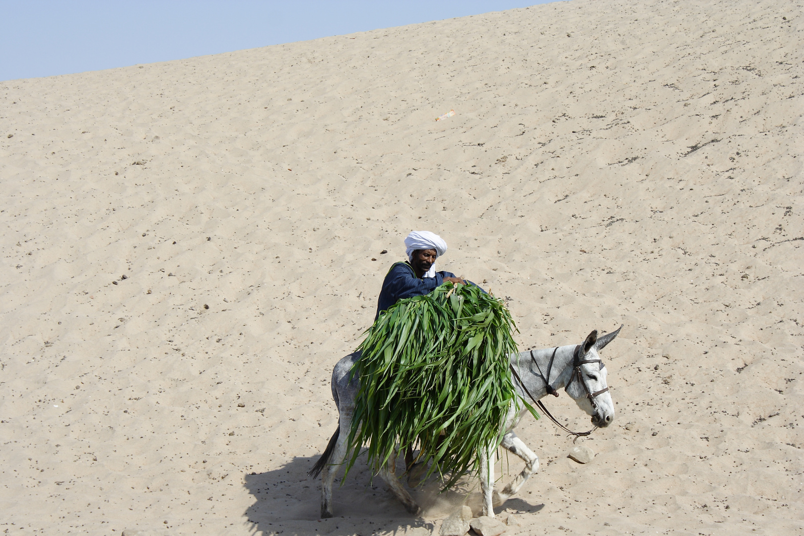Grün in der Wüste Foto & Bild africa, egypt, north africa Bilder auf