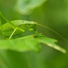 Grün in Grün - Nymphe einer Heuschrecke