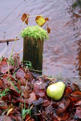 Grün in grün: So kann auch Weggeworfenes interessant sein