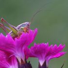 Grün in Pink