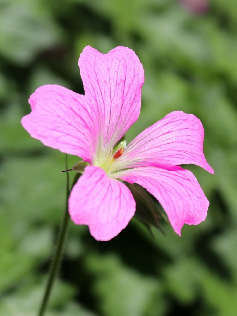 Grün ist das neue Rosa