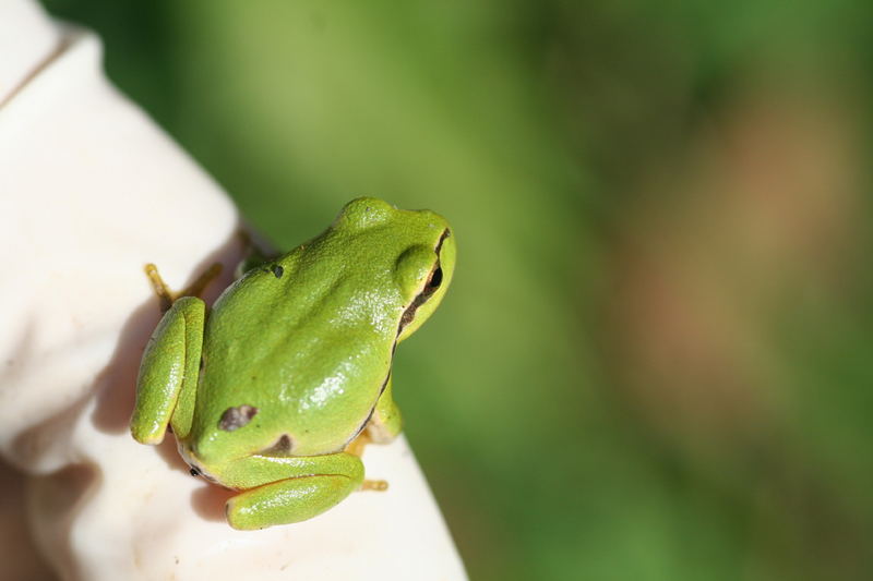 Grün ist der Frosch