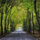 Grün ist der Herbst ... in Sachsen-Anhalt