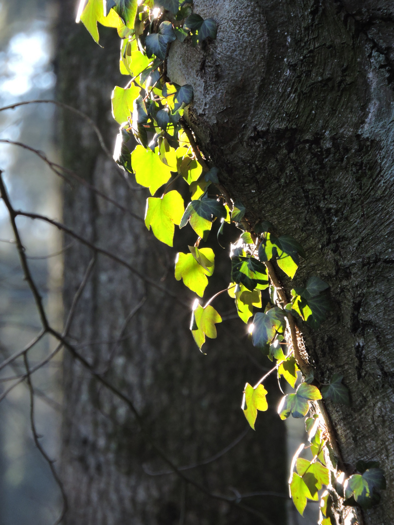 Grün ist die Farbe der Hoffnung... Foto & Bild pflanzen, pilze & flechten, rankgewächse, natur
