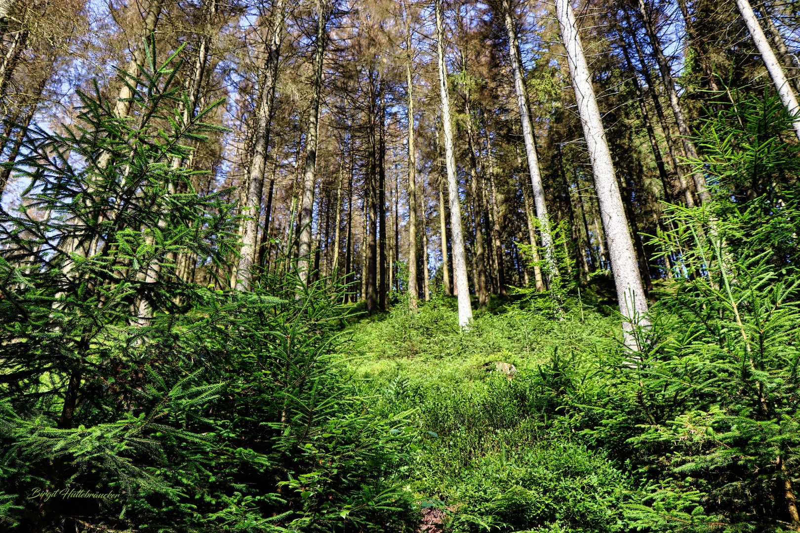 Grün ist die Farbe des Lebens