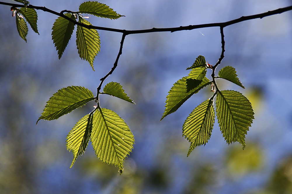 Grün ist die Farbe des Monats Mai