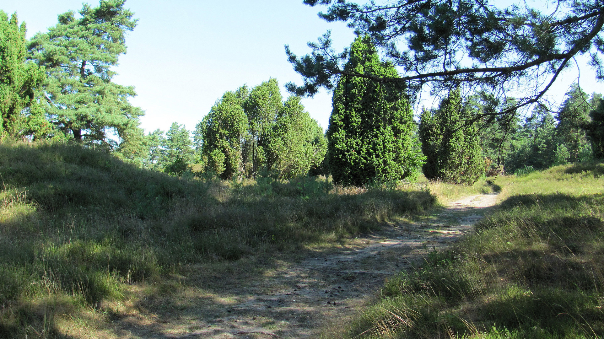 grün ist die Heide