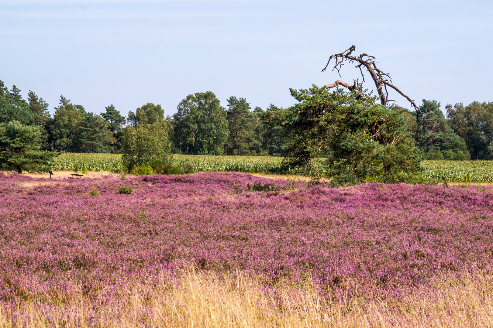 Grün ist die Heide ...