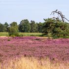 Grün ist die Heide ...