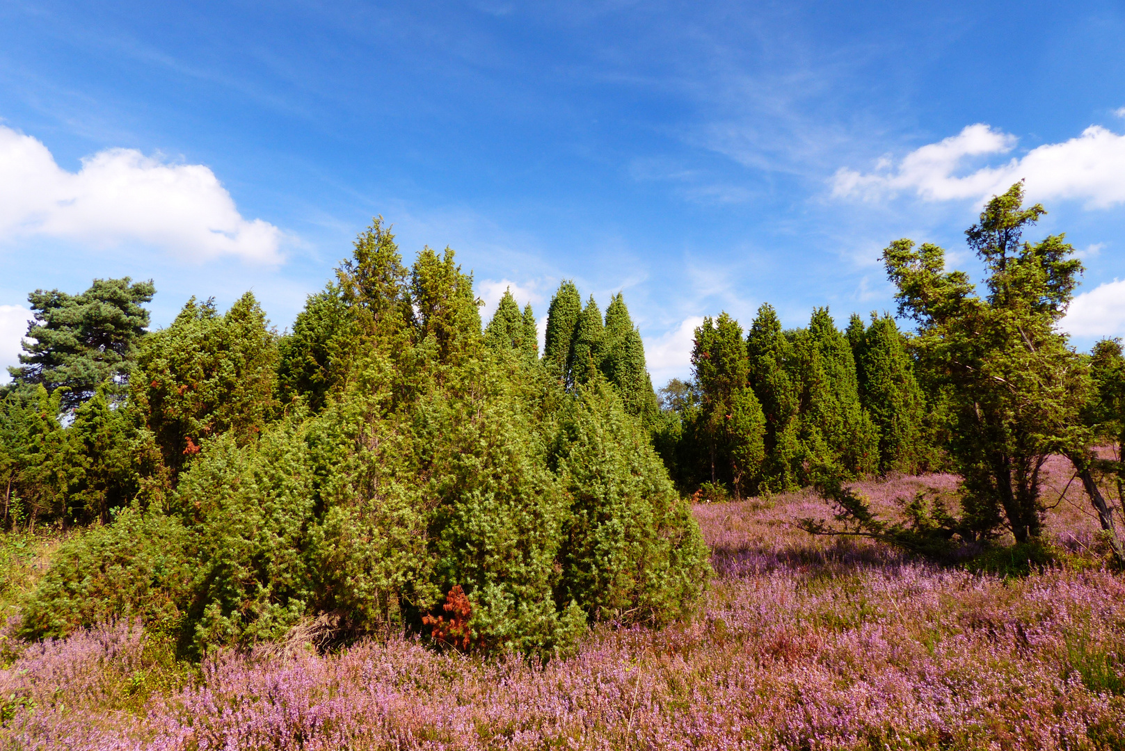 Grün ist die Heide.........,