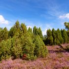 Grün ist die Heide.........,