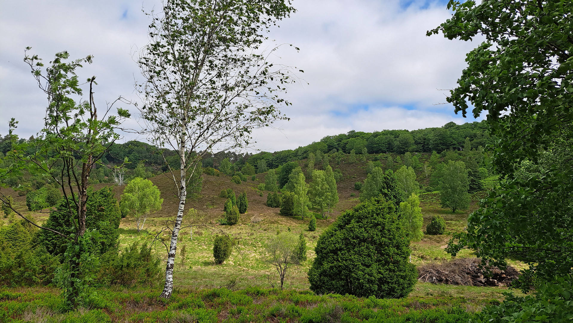 grün ist die Heide