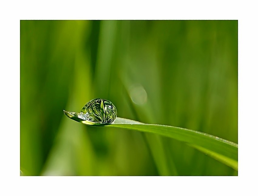 Grün IX: Die ganze Wiese in einem Tropfen.