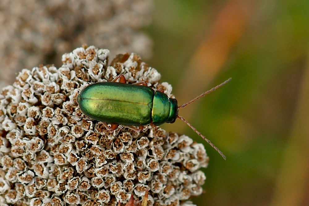 Grün Metallic