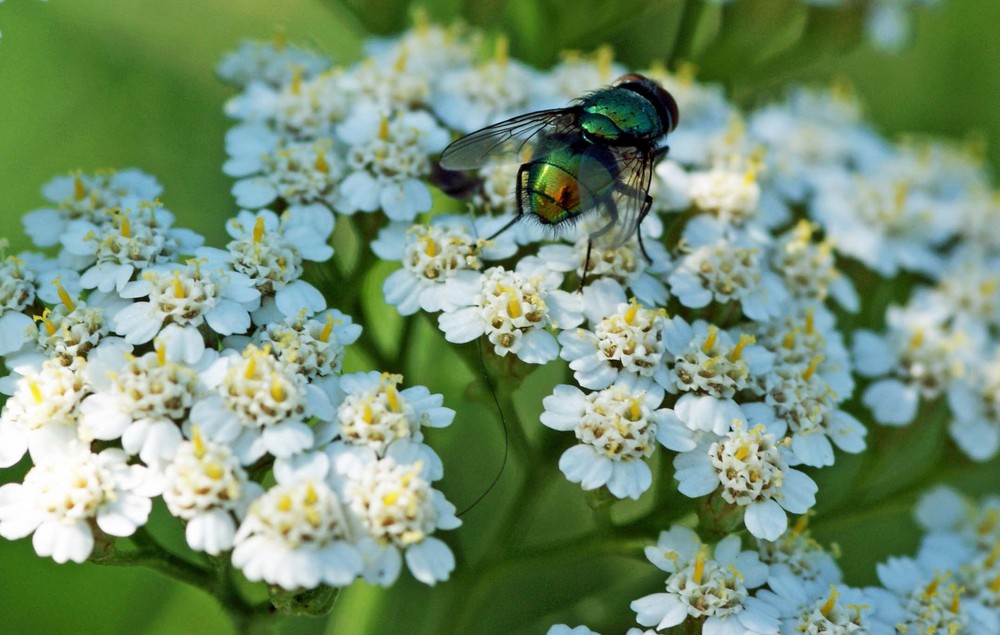 Grün-metallic-Fliege