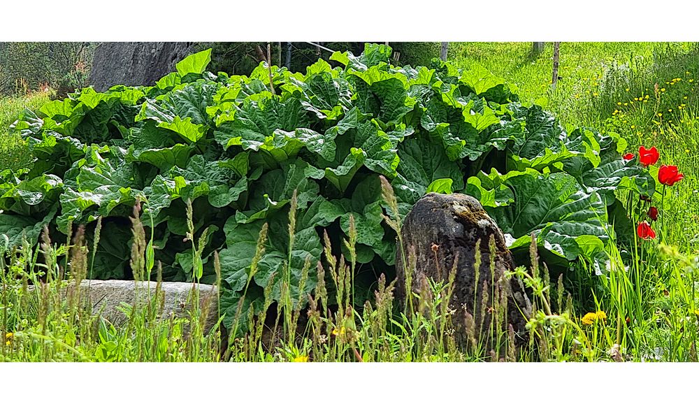 Grün mit 4 roten Tupfern