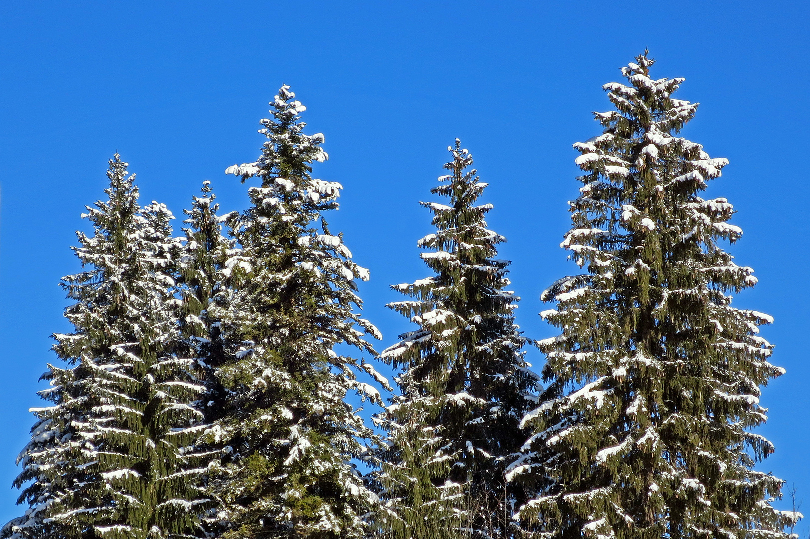 Grün mit Weißblau