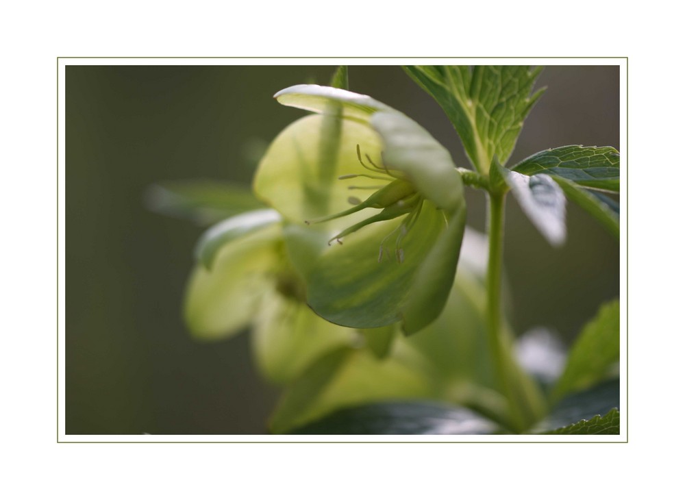 GRÜN oder Helleborus foetidus