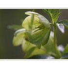 GRÜN oder Helleborus foetidus