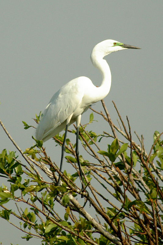 (Grün) Reiher