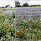 Grün-Rot-Blau