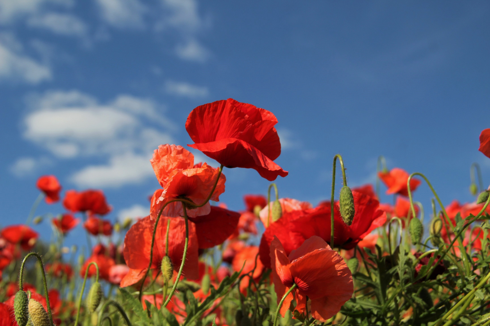 Grün Rot Blau Weiß