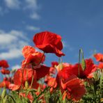 Grün Rot Blau Weiß